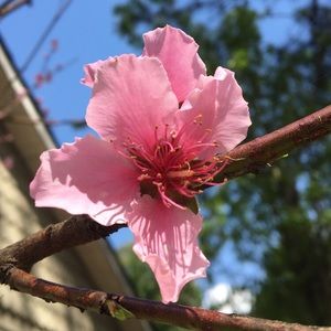 Meet your Posher, Dayana